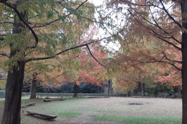 いちかわ市民キャンプ場のキャンプファイヤ