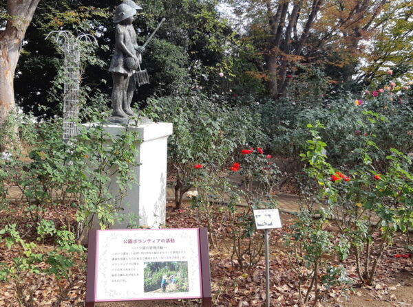 須和田公園のバラ園のボランティア