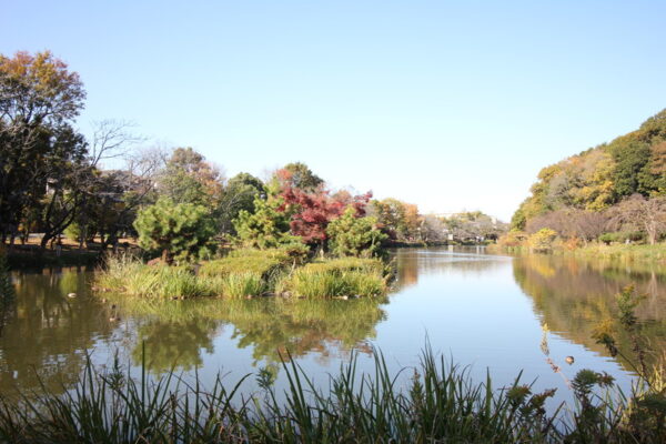 じゅん菜池緑地の池