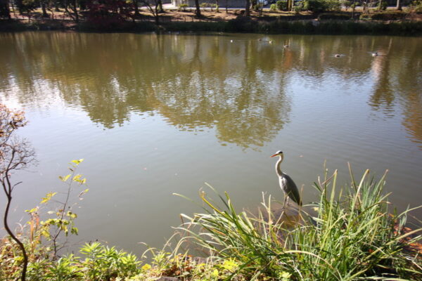 じゅん菜池緑地の野鳥(シラサギ)