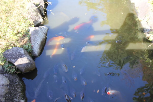 じゅん菜池緑地の鯉(コイ)