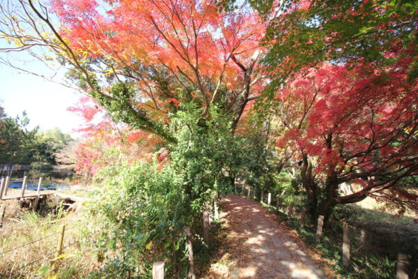 じゅん菜池緑地の紅葉
