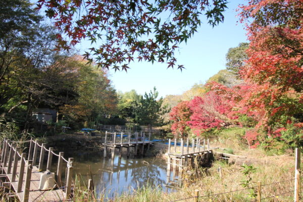 じゅん菜池緑地の自然観察園