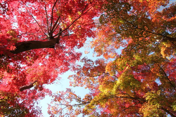 じゅん菜池緑地の紅葉のトンネル