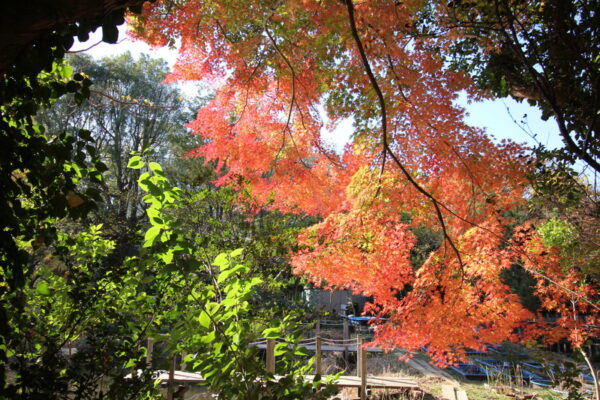 じゅん菜池緑地のもみじの紅葉