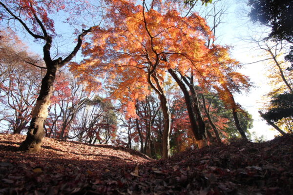 里見公園のもみじ山