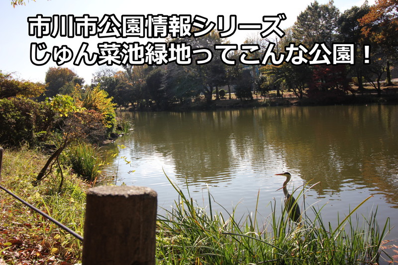 じゅん菜池緑地（千葉県市川市）はこんな公園