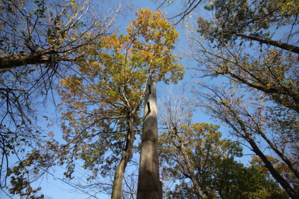 小塚山フィールドアスレチックの登り棒