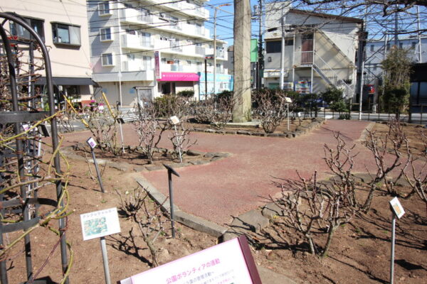 行徳駅前公園のバラ園