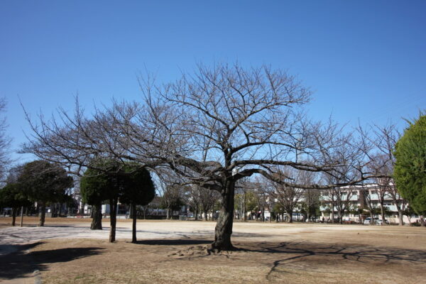 行徳駅前公園の芝生広場